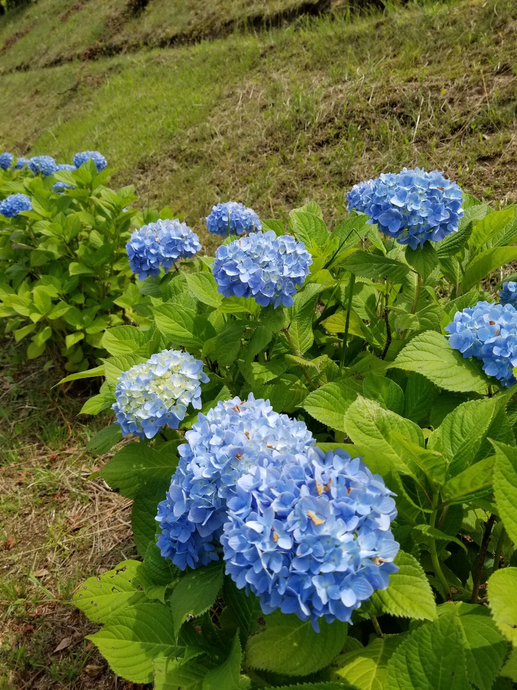 昨日も街宣活動！　中川睦彦